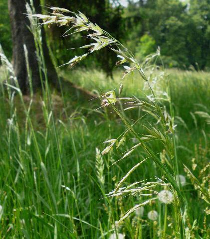 Obr. č. 23 Ovsík vyvýšený (Arrhenatherum eletius L.) [5] Sveřep horský (Bromus catharticus) Sveřep horský je velmi kvalitní tráva. Má vzpřímené trsy a dorůstá výšky 0,8 1 m.