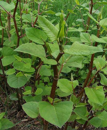 oddenku z hlavního silného kořene, na kterém je založené i její pěstování. Sklizeň probíhá zpravidla na podzim v nejsušším stavu po opadu listí nebo začátkem zimy, kdy stonky ještě nepolehávají.