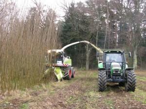 na podzim se provede hluboká orba, na jaře plečkování a smykování půda před sadbou se musí propracovat do hloubky 20 cm řízky získané z obrostů rozmnožovací matečnice jsou vysazovány o velikosti 18