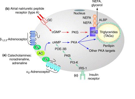 HSL lipasami, především pak nedávno objevenou ATGL (adipose triglyceride lipase) (Langin 2005, Large 2004). Obrázek č. 1. Regulace lipolýzy v lidských adipocytech.