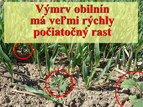 Jesenná postemergentná kontrola zaburinenia porastov repky ozimnej aj vrátane ochrany a formovania porastu pre dobré prezimovanie Repka je v prevažnej väčšine vysievaná na plochy po obilnine.