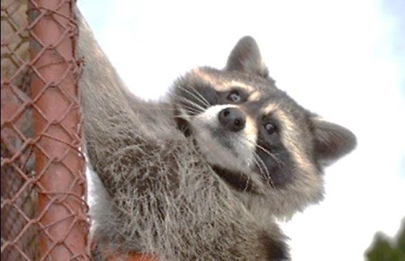 PŘÍLEŽITOSTNÉ AKCE DÝŇOVÉ SLAVNOSTI * USPÁVÁNÍ BROUČKŮ * ADVENTNÍ DÍLNA * MANDALY * MIKULÁŠ * VÁNOČNÍ ZVYKY A TRADICE * PEČENÍ VÁNOČEK * JARMARK * KERAMICKÉ DÍLNY * ÚČES ROKU * PATCHWORKOVÉ
