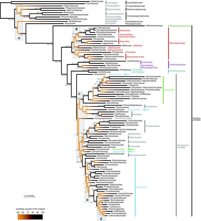 Obr. 3 Současný fylogenetický strom