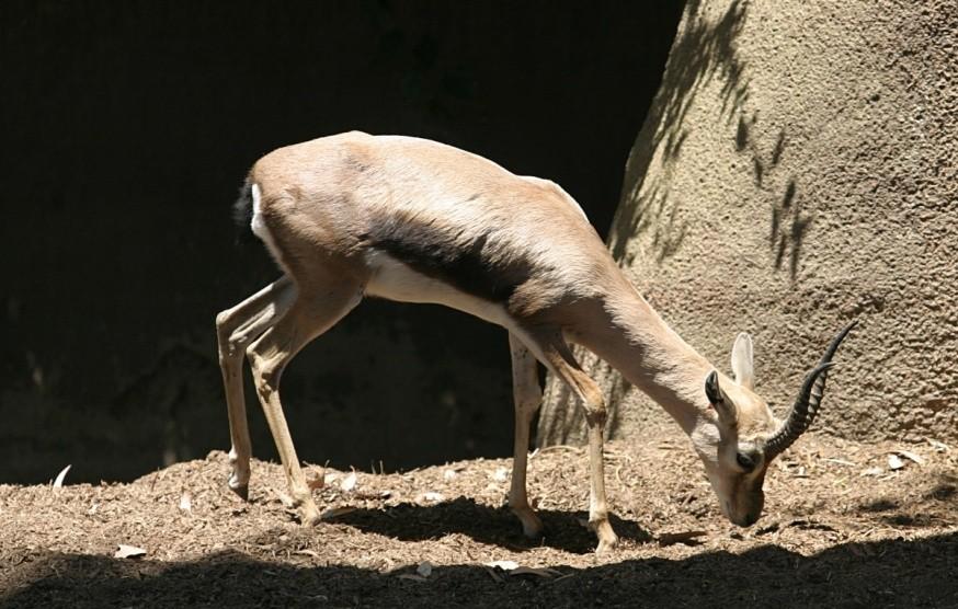 Rozdíly mezi F a F IS : Gazella spekei, St.