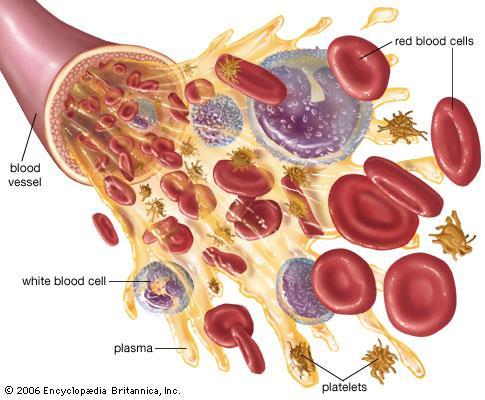 Krev Krevní buňky (formované elementy) Red blood