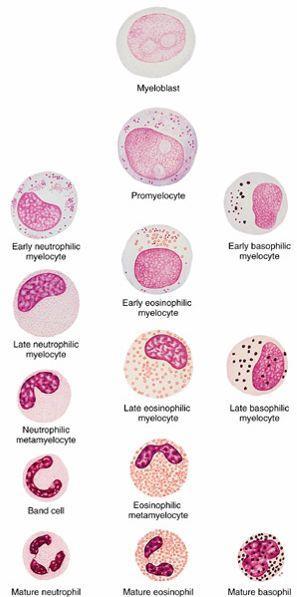 Granulopoéza myeloblast promyelocyt myelocyt