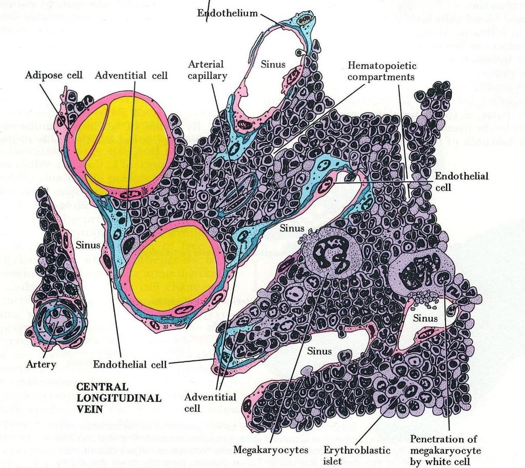 Kostní dřeň stroma retikulární vazivo retikulární buňky, retikulární