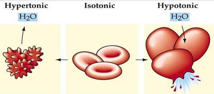 polyglobulie, polycytémie, erytrocytóza zvýšený počet ery anemie snížený počet ery osmotická resistence a hemolýza (osmotický tlak má velký vliv na živé