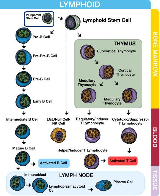 lymfoblast prolymfocyt lymfocyt Vývoj