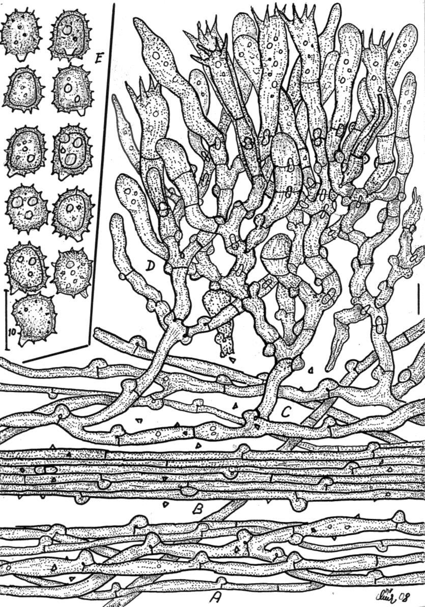 Obr. I. Tomentella ochraceo-olivacea vatička naokrovělá (ČR, Zvíkovské Podhradí, údolí Jickovického potoka, 10.VIII.1964 leg. Z. Pouzar (PRM 776699, 699700). A B.