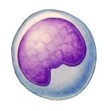 Buňky IS Monocyty, makrofágy, granulocyty a dendritické b.