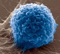 humorální získaná imunita,protilátky T lymfocyty- buněčná získaná