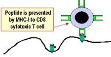 MHC molekuly Major Histocompatibility Complex (HLA u lidí) Prezentace antigenů T lymfocytům, rozlišení