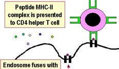 cizí MHCI - na všech jaderných buňkách, antigeny buněčného původu prezentují Tc lymfocytům, nebezpečné