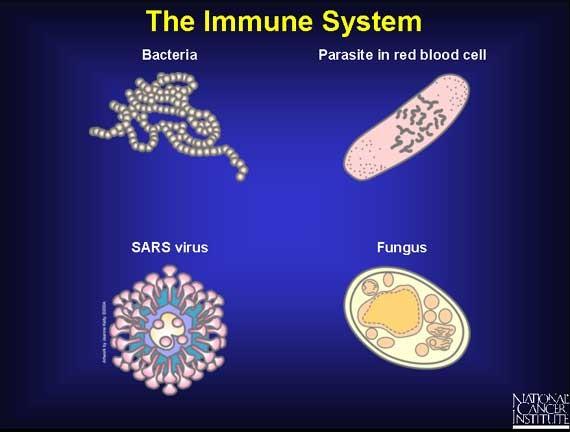 Imunitní systém (IS) Zásadní pro přeţití organismů - integrita Molekuly, buňky,