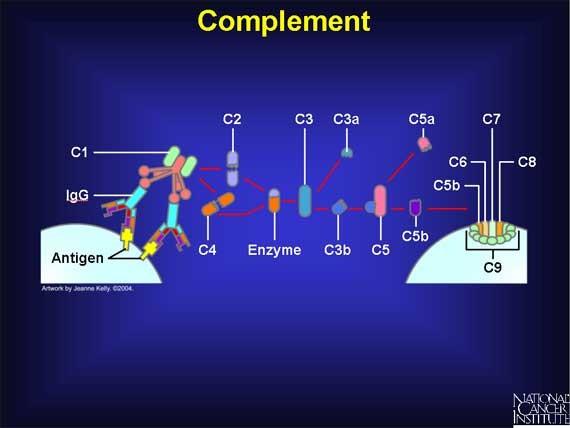 Komplement soustava proteinů (C1-C9) kaskádovitý systém interakce lyze patogenu indukují zánět Proces začíná vazbou C1 na komplex antigen-protilátka.