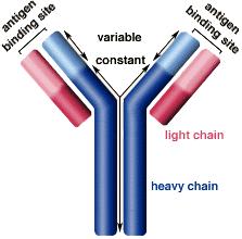 Antigenně specifická imunita během ţivota po setkání s příslušným antigenem BCR antigeny rozpoznávány specificky imunologická paměť - rychlejší a silnější odpověď na známý antigen Specifické