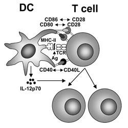 Imunitní reakce zaloţené na TH2 lymfocytech V lymfatické uzlině, kde se soustřeďují T a B lymfocyty s antigenně specifickým receptorem.