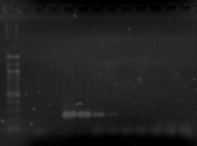 Obrázek 13: Agarózová gelová elektroforéza produktů PCR pro rod Lactobacillus (asi 250 bp). Amplifikován byl 1 µl DNA Lactobacillus casei CCM 4798 obsahující 10 ng 1 fg DNA.