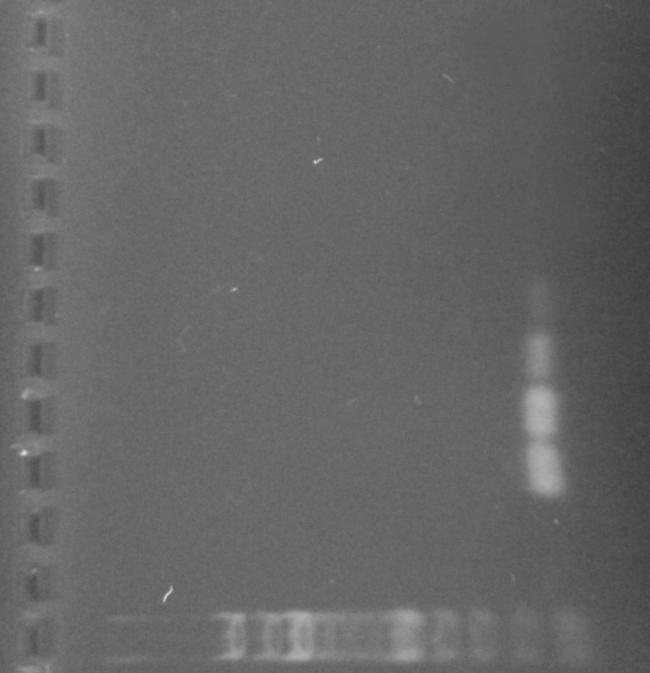 Obrázek 15: Agarózová gelová elektroforéza produktů PCR pro druh Lactobacillus casei s primery FcaseIS a RcaseIS (132 bp). Amplifikován byl 1 µl DNA L. casei CCM 4798 obsahující 10 ng-1 fg DNA.