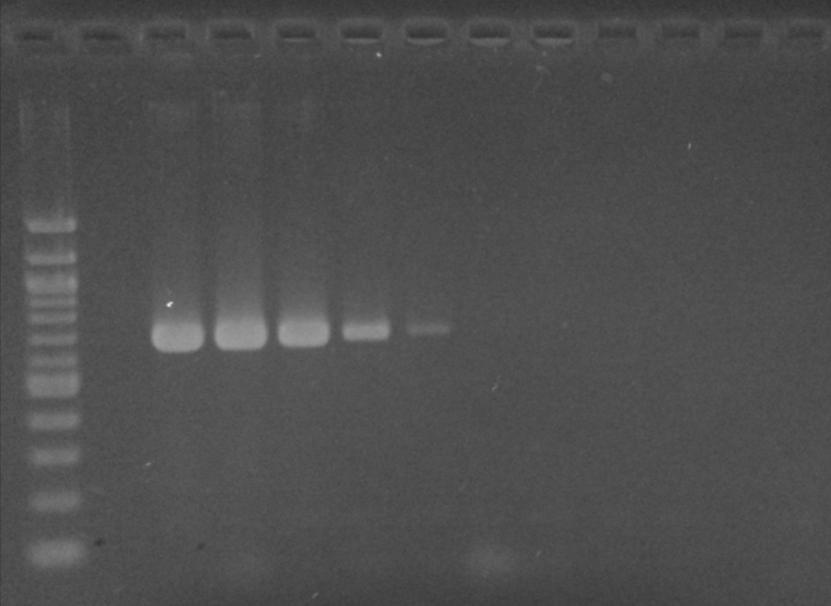 Obrázek 17: Agarózová gelová elektroforéza produktů PCR pro druh Lactobacillus casei s primery Cas/ParFW a UniverRV (682 bp). Amplifikován byl 1 µl DNA L. casei CCM 4798 obsahující 10 ng-1 fg DNA.
