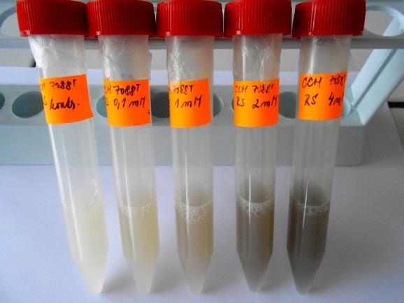 Absorbance [-] Obrázek 22: Změna barvy reakčních směsí obsahující buňky L. casei ssp.