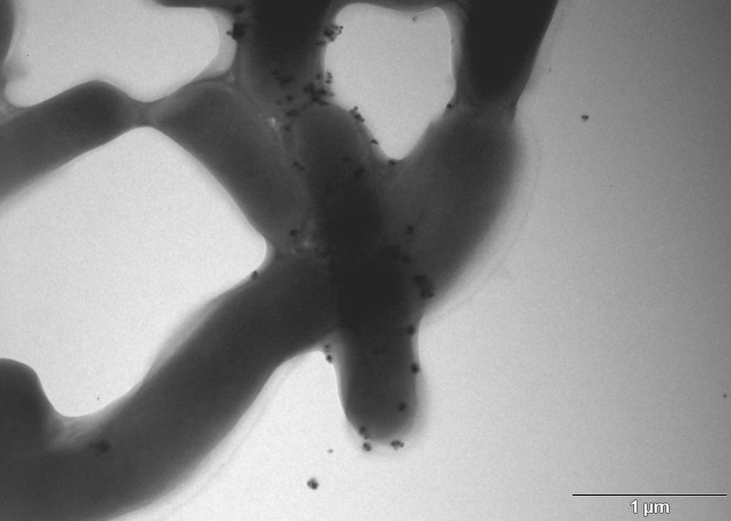 Jsou vizualizovány buňky, shluky buněk, nanočástice a agregáty nanočástic