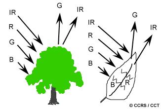 Kap. 2: Uvedení do problematiky Obrázek č. 2: Odrazivost elektromagnetického záření u vegetace Zdroj: CCRS 2.