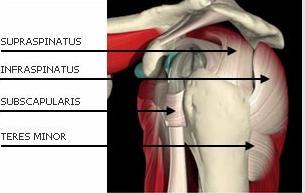 3) Ligamenta skapulární Ligamentum coracoacromiale - ligamentum závěsné, na které se upíná m.