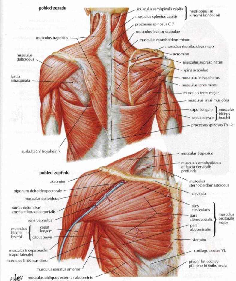 2.1.5 Svaly pletence ramenního Součástí svalů ramenního pletence je mohutný m.