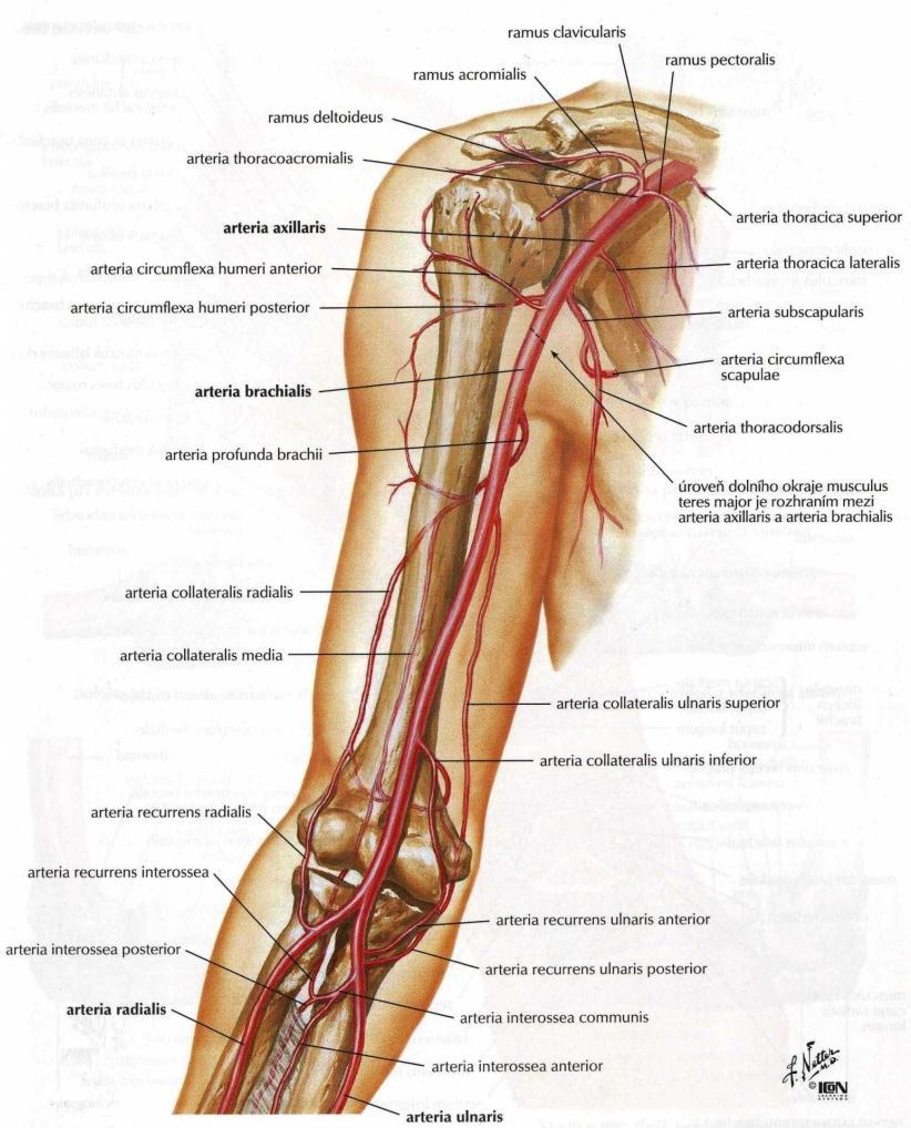 Obr. č. 5 - Anatomie pletence ramenního: Cévní zásobení Zdroj:NETTER, F. H. Netterův anatomický atlas člověka. 1.