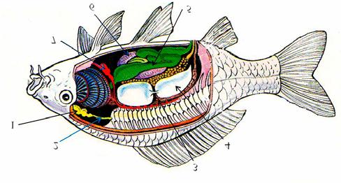 Která ryba z výše nalezených nebrázdí vody řeky Střely?