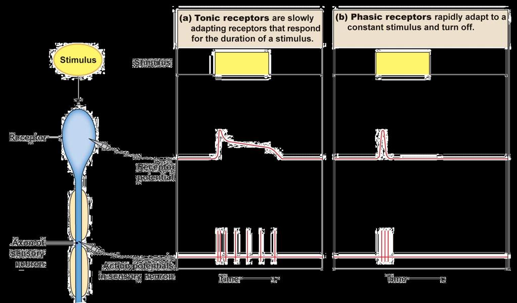 Adaptace receptoru Úbytek citlivosti receptoru navzdory trvání stimulu Toncké receptory pomalá