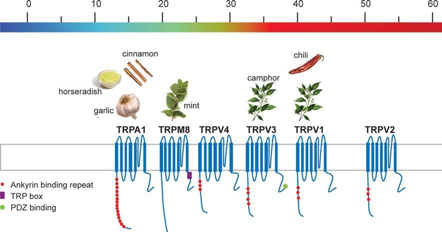 Termoreceptory Volná nervová zakončení senzitivní na teplo TRP kanály (transient