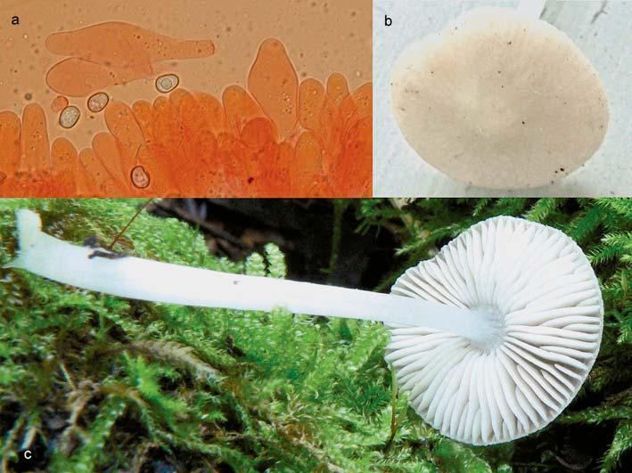 Pluteus inquilinus (BRNM 766780): a. ostří lupenů, nad ním výtrusy a pleurocystida, b. detail klobouku, c. celá plodnice. 5 10 μm široké, válcovité, bezbarvé.