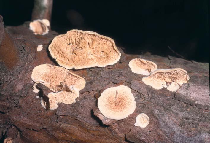 Ostnateček Bourdotův Steccherinum bourdotii na ležícím mrtvém kmínku Pinus sylvestris v Komárovském chobotu Soběslavských blat. Foto 1.11.1997 F. Kotlaba. plodnicemi, což však není spolehlivý znak.