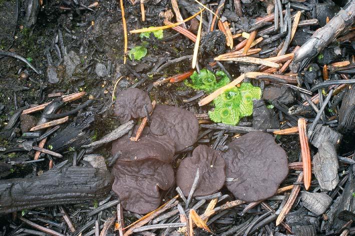 Řasnatka drsnoplodá Plicaria trachycarpa. Jablonné v Podještědí, na ohořelém smrkovém dřevě a jehličí. Foto 28. 10. 2013 Z. Egertová. Syn.: Detonia trachycarpa (Curr.) Sacc., Syll. Fung. 8: 105, 1889.