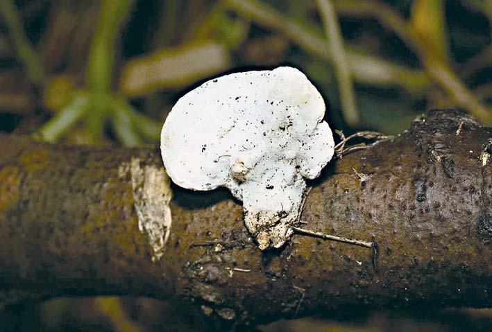 Plstnatec různotvarý Loweomyces fractipes na ležící mrtvé větévce Alnus glutinosa v NPR Šúr u Sv. Juru. Foto 18. 10. 1985 F. Kotlaba. nový druh pro vědu Trametes fragrans A.