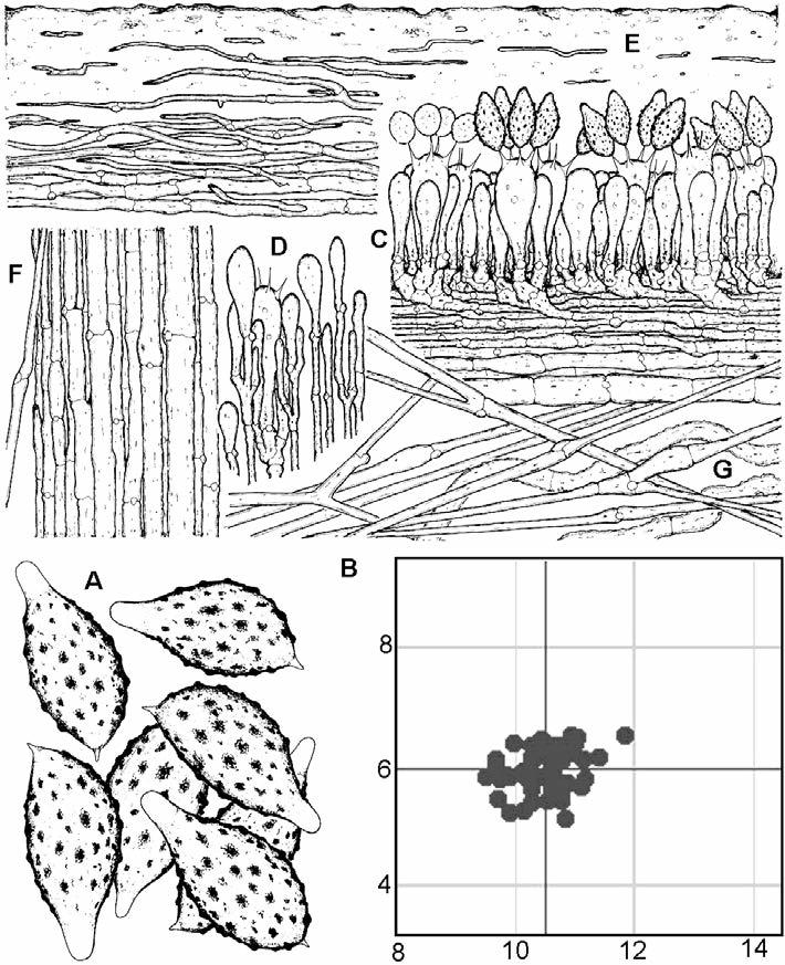 Pavučinec závojnatý Cortinarius velicopia. A. výtrusy, B. sporograf, C.