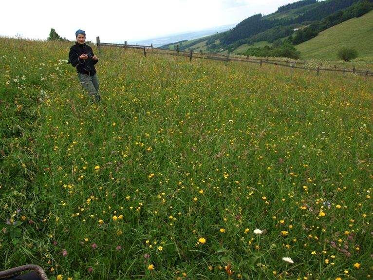 V Bílých Karpatech a na většině území ČR jsou travní porosty nepůvodní vegetací; klimaxovým