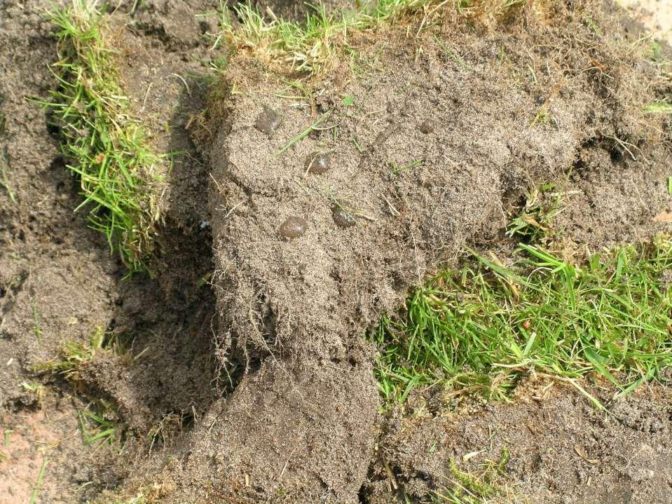 Při přeschnutí drnu a nerozložené