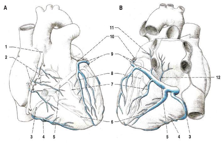 parva). Některé ţíly ústí přímo do pravé síně (venae cordis anteriores) z přední části pravé komory. Kromě toho existují drobné ţilní spojky, ústící přímo do některého ze čtyř srdečních oddílů (viz.