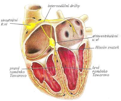 atrioventrikulární uzel nacházející se při ústí trikuspidální chlopně Hissův svazek odstupuje z atrioventrikulárního uzlu a prochází přes síňokomorovou přepáţku pravé a levé Tawarovo raménko
