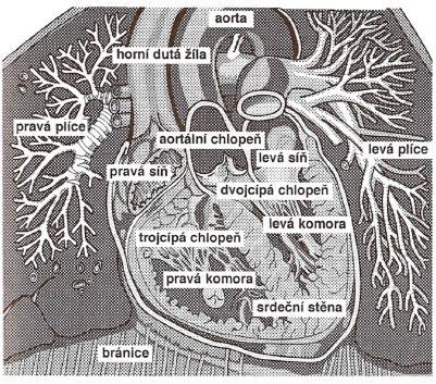 1. Klinická část 1.1 Základní charakteristika onemocnění 1.1.1 Anatomie srdečních oddílů Srdce (cor) je dutý svalový orgán, tvořený čtyřmi oddíly, uloţený v mediastinu.