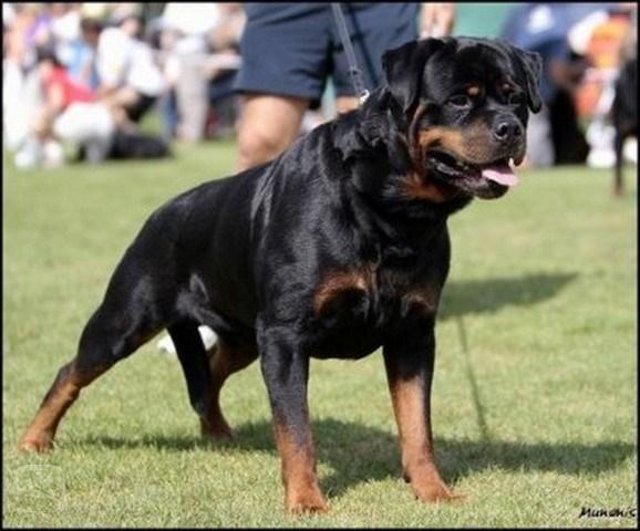 20 Obrázek 4: Rotvajler [7] 3.2.4 Labradorský retrívr Země původu je Velká Británie.