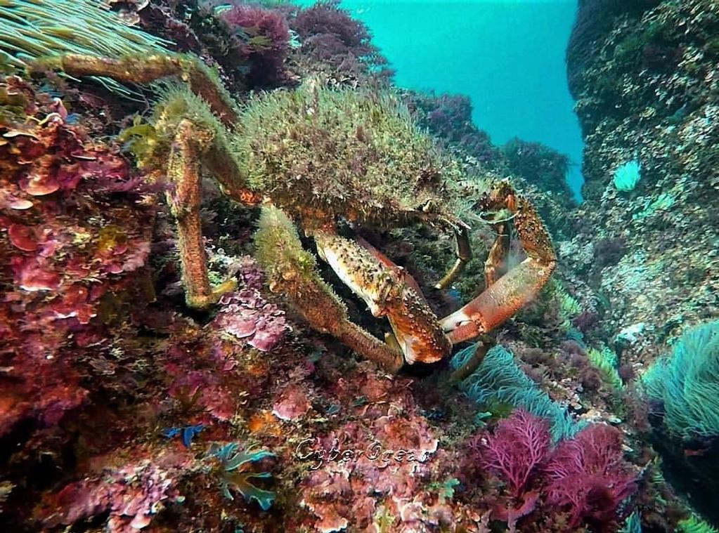 1. Makrořasy na bentických krabech Dospělí velcí jedinci některých druhů středomořských krabů, jako je například Maja squinado nebo Eriphia verrucosa, mají karapaxy často porostlé keříčky makrořas,