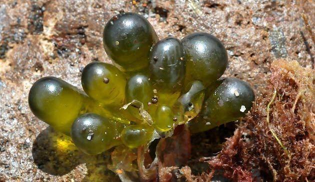 10. Regenerace buněk coenocytických řas po poškození Rody Valonia a Codium patří mezi ulvofytní řasy s coenocytickou stélkou.