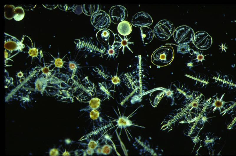 6. Společenstva fytoplanktonu podél environmentálního gradientu antropogenního znečištění Fytoplankton je bezprostředně většinou velmi rychle a výrazně ovlivněn znečištěním mořské vody z pobřežních