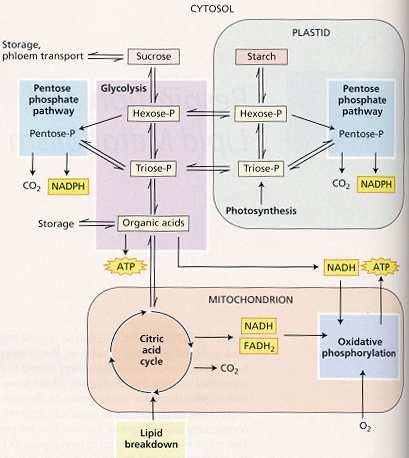 Schéma základního (energetického) metabolismu rostlinné buňky Fotosyntéza Fotochemie Calvinův cyklus Respirace
