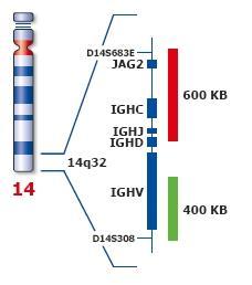 Použité sondy FIRMA KREATECH ON IGH (14q32) Break Obrázek č. 15: Ideogram chromozómu 14 a vizualizace oblasti, na kterou se váže sonda 14q32 (Kreatech Diagnostics, 2014 www.kreatech.com).